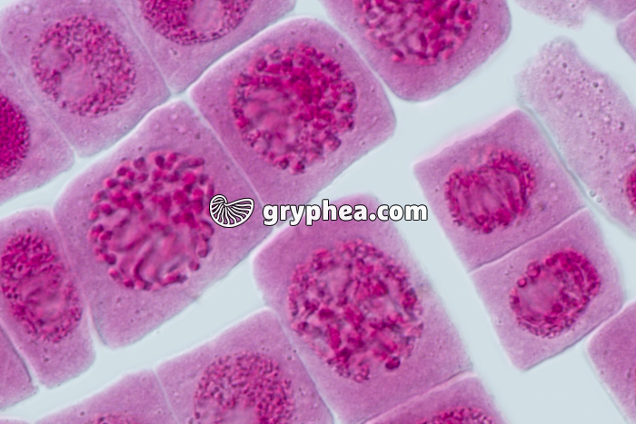 Mitose racine d'Ail FIN DE TELOPHASE x640 - gryphea.com